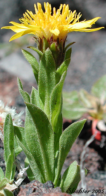 Lyall's Goldenweed, Lyall's Serpentweed: Tonestus lyallii (Synonym: Haplopappus lyallii)