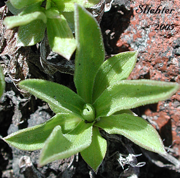 Basal leaves of Lyall's Goldenweed, Lyall's Serpentweed: Tonestus lyallii (Synonym: Haplopappus lyallii)