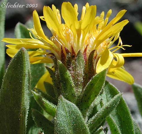 Involucral bracts of Lyall's Goldenweed, Lyall's Serpentweed: Tonestus lyallii (Synonym: Haplopappus lyallii)