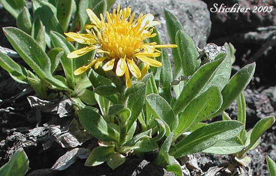 Lyall's Goldenweed, Lyall's Serpentweed: Tonestus lyallii (Synonym: Haplopappus lyallii)