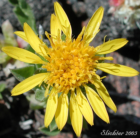 Inflorescence of Lyall's Goldenweed, Lyall's Serpentweed: Tonestus lyallii (Synonym: Haplopappus lyallii)