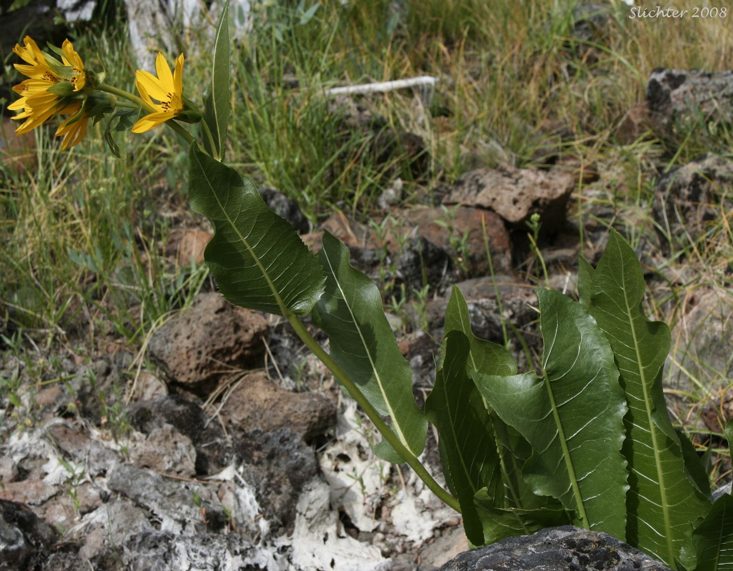 Northern Wyethia, Northern Mule's-ears, Smooth Dwarf Sunflower: Wyethia amplexicaulis