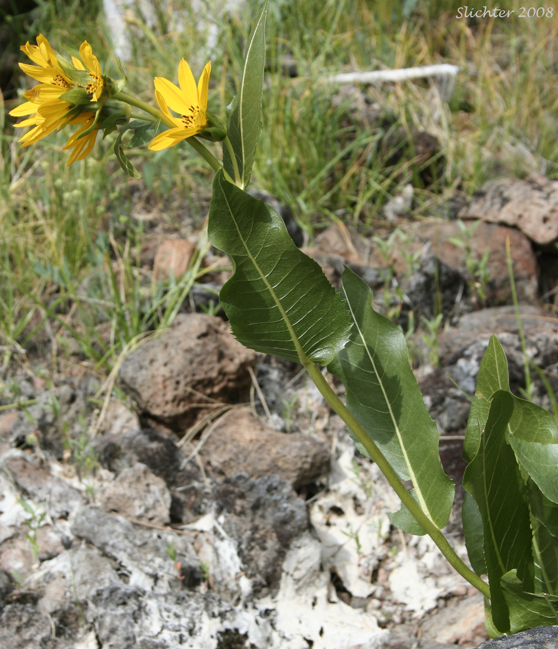 Northern Wyethia, Northern Mule's-ears, Smooth Dwarf Sunflower: Wyethia amplexicaulis