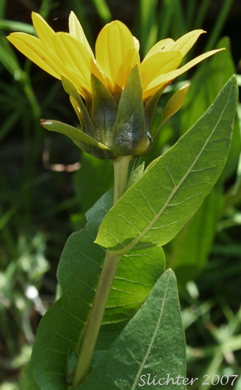 Northern Wyethia, Northern Mule's-ears, Smooth Dwarf Sunflower: Wyethia amplexicaulis