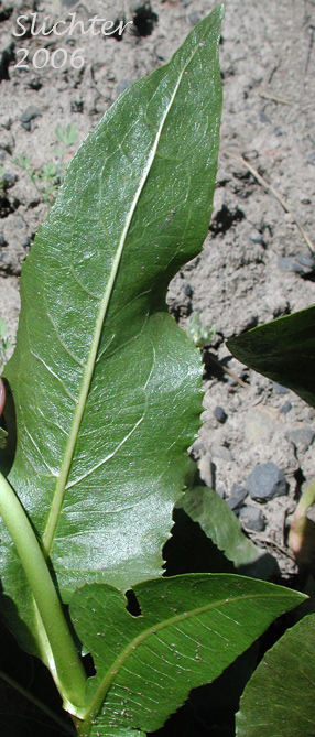 Stem leaf of Northern Wyethia, Northern Mule's-ears, Smooth Dwarf Sunflower: Wyethia amplexicaulis