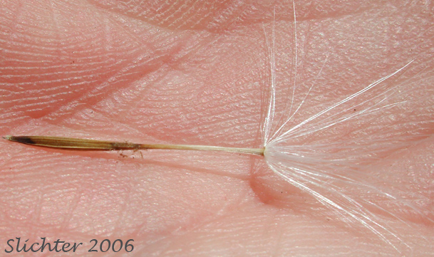 Orange Agoseris: Agoseris aurantiaca