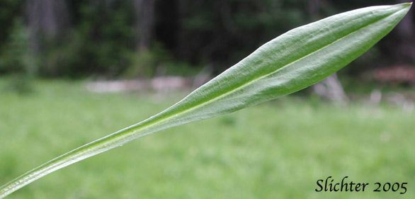Basal leaf of Orange Agoseris: Agoseris aurantiaca