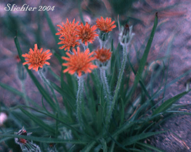 Orange Agoseris: Agoseris aurantiaca (Synonyms: Agoseris aurantiaca ssp. aurantiaca, Agoseris graminifolia, Agoseris rostrata, Troximon aurantiacum)