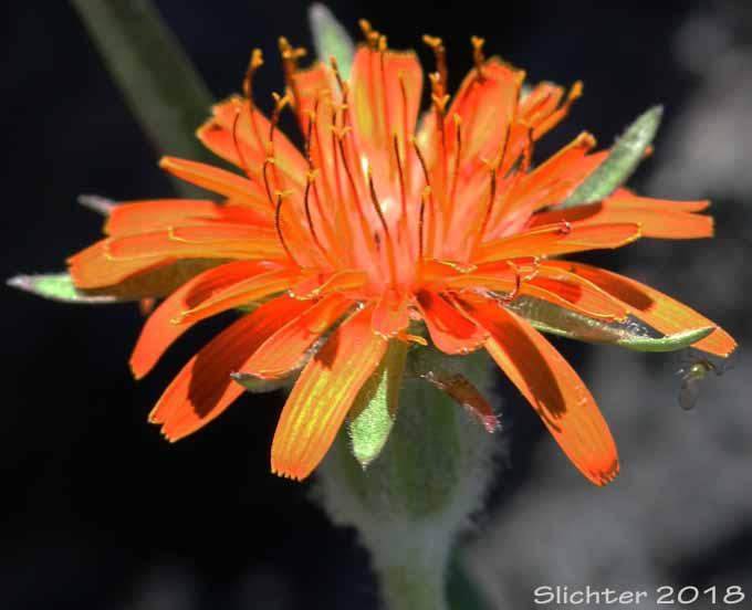 Orange Agoseris: Agoseris aurantiaca (Synonyms: Agoseris aurantiaca ssp. aurantiaca, Agoseris graminifolia, Agoseris rostrata, Troximon aurantiacum)