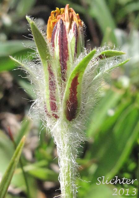 Orange Agoseris: Agoseris aurantiaca (Synonyms: Agoseris aurantiaca ssp. aurantiaca, Agoseris graminifolia, Agoseris rostrata, Troximon aurantiacum)