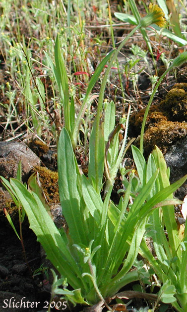 Basal leaves of Annual Agoseris: Agoseris heterophylla var. heterophylla (Synonyms: Agoseris heterophylla ssp. californica, Agoseris heterophylla ssp. heterophylla, Agoseris heterophylla ssp. normalis, Agoseris heterophylla var. crenulata, Agoseris heterophylla var. cryptopleura, Agoseris heterophylla var. kymapleura, Agoseris heterophylla var. turgida, Machrorhynchus heterophylus)