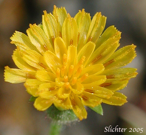 Flower head of Annual Agoseris: Agoseris heterophylla var. heterophylla (Synonyms: Agoseris heterophylla ssp. californica, Agoseris heterophylla ssp. heterophylla, Agoseris heterophylla ssp. normalis, Agoseris heterophylla var. crenulata, Agoseris heterophylla var. cryptopleura, Agoseris heterophylla var. kymapleura, Agoseris heterophylla var. turgida, Machrorhynchus heterophylus)