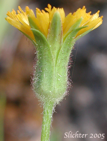 Involucral bracts of Annual Agoseris: Agoseris heterophylla var. heterophylla (Synonyms: Agoseris heterophylla ssp. californica, Agoseris heterophylla ssp. heterophylla, Agoseris heterophylla ssp. normalis, Agoseris heterophylla var. crenulata, Agoseris heterophylla var. cryptopleura, Agoseris heterophylla var. kymapleura, Agoseris heterophylla var. turgida, Machrorhynchus heterophylus)