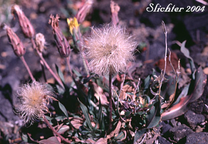 Mountain Agoseris, Sierra Nevada Agoseris: Agoseris monticola (Synonym: Agoseris glauca var. monticola)