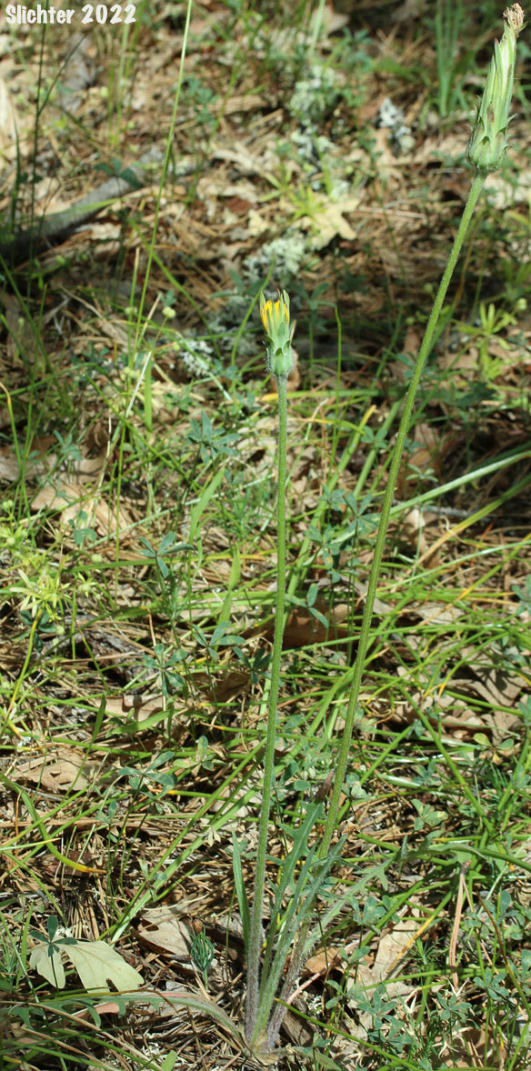 Spear-leaf Agoseris, Spear-leaved Agoseris, Spear-leaf Goat-chicory: Agoseris retrorsa (Synonyms: Macrorhynchus angustifolius, Macrorhynchus retrorsus)