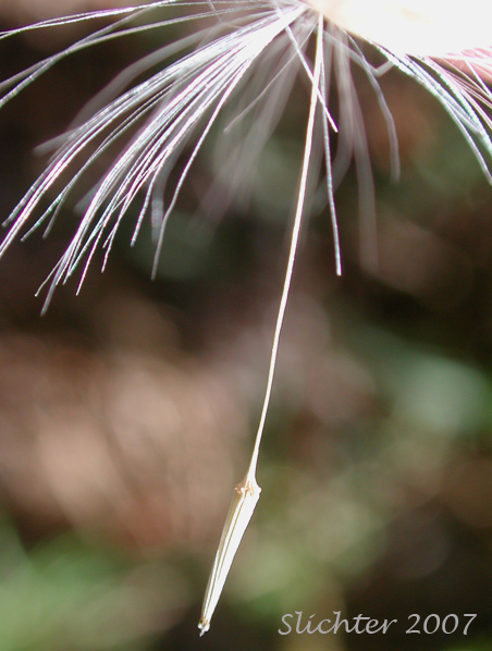 Achene of Spearleaf Agoseris, Spear-leaf Agoseris, Spear-leaf Goat-chicory, Spear-leaved Agoseris: Agoseris retrorsa (Synonyms: Macrorhynchus angustifolius, Macrorhynchus retrorsus)