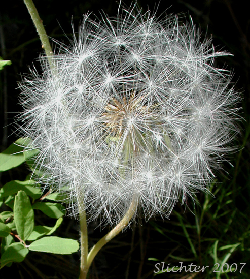 Seed Head of Spearleaf Agoseris, Spear-leaf Agoseris, Spear-leaf Goat-chicory, Spear-leaved Agoseris: Agoseris retrorsa (Synonyms: Macrorhynchus angustifolius, Macrorhynchus retrorsus)