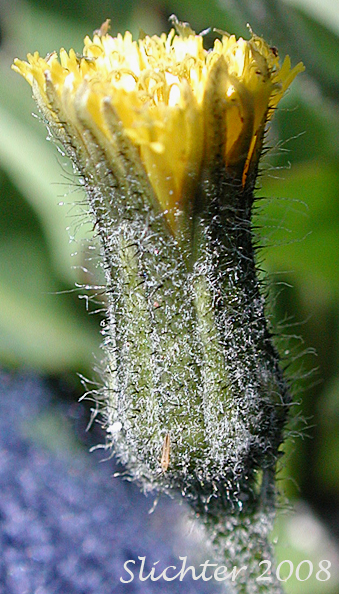 Flower head of Alpine Hawkweed, Low Alpine Hawkweed, Slender Hawkweed: Hieracium triste (Synonyms: Chlorocrepis tristis ssp. gracilis, Hieracium gracile, Hieracium gracile var. densifloccosum, Hieracium gracile var. detonsum, Hieracium gracile var. gracile, Hieracium triste ssp. gracile, Hieracium triste var. gracile)