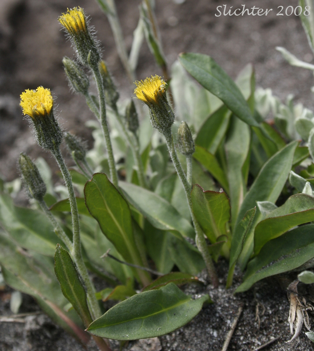Alpine Hawkweed, Low Alpine Hawkweed, Slender Hawkweed: Hieracium triste (Synonyms: Chlorocrepis tristis ssp. gracilis, Hieracium gracile, Hieracium gracile var. densifloccosum, Hieracium gracile var. detonsum, Hieracium gracile var. gracile, Hieracium triste ssp. gracile, Hieracium triste var. gracile)
