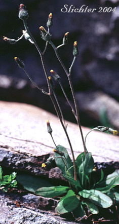 Alpine Hawkweed, Low Alpine Hawkweed, Slender Hawkweed: Hieracium triste (Synonyms: Chlorocrepis tristis ssp. gracilis, Hieracium gracile, Hieracium gracile var. densifloccosum, Hieracium gracile var. detonsum, Hieracium gracile var. gracile, Hieracium triste ssp. gracile, Hieracium triste var. gracile)
