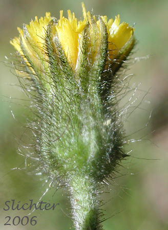 Flower head of Alpine Hawkweed, Low Alpine Hawkweed, Slender Hawkweed: Hieracium triste (Synonyms: Chlorocrepis tristis ssp. gracilis, Hieracium gracile, Hieracium gracile var. densifloccosum, Hieracium gracile var. detonsum, Hieracium gracile var. gracile, Hieracium triste ssp. gracile, Hieracium triste var. gracile)
