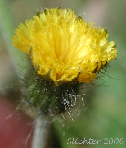 Flower head of Alpine Hawkweed, Low Alpine Hawkweed, Slender Hawkweed: Hieracium triste (Synonyms: Chlorocrepis tristis ssp. gracilis, Hieracium gracile, Hieracium gracile var. densifloccosum, Hieracium gracile var. detonsum, Hieracium gracile var. gracile, Hieracium triste ssp. gracile, Hieracium triste var. gracile)