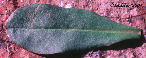 Basal leaf of Alpine Hawkweed, Low Alpine Hawkweed, Slender Hawkweed: Hieracium triste (Synonyms: Chlorocrepis tristis ssp. gracilis, Hieracium gracile, Hieracium gracile var. densifloccosum, Hieracium gracile var. detonsum, Hieracium gracile var. gracile, Hieracium triste ssp. gracile, Hieracium triste var. gracile)