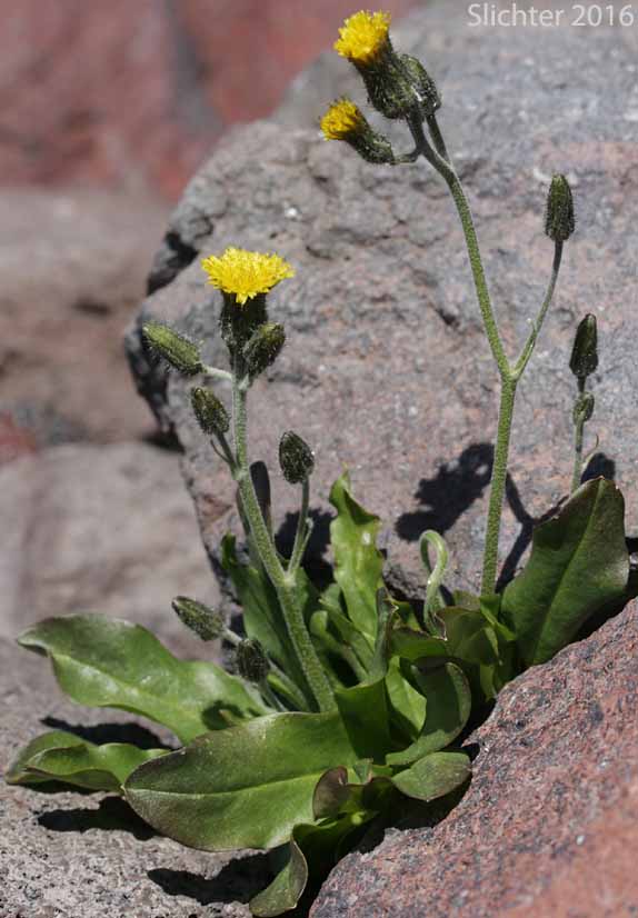 Alpine Hawkweed, Low Alpine Hawkweed, Slender Hawkweed: Hieracium gracile (Synonyms: Chlorocrepis tristis ssp. gracilis, Hieracium gracile var. densifloccosum, Hieracium gracile var. detonsum, Hieracium gracile var. gracile, Hieracium triste, Hieracium triste ssp. gracile, Hieracium triste var. gracile)