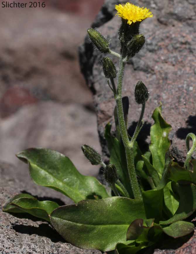 Alpine Hawkweed, Low Alpine Hawkweed, Slender Hawkweed: Hieracium gracile (Synonyms: Chlorocrepis tristis ssp. gracilis, Hieracium gracile var. densifloccosum, Hieracium gracile var. detonsum, Hieracium gracile var. gracile, Hieracium triste, Hieracium triste ssp. gracile, Hieracium triste var. gracile)