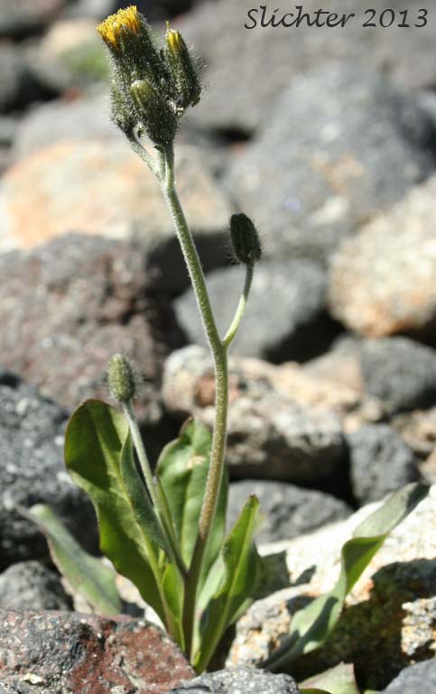 Alpine Hawkweed, Low Alpine Hawkweed, Slender Hawkweed: Hieracium gracile (Synonyms: Chlorocrepis tristis ssp. gracilis, Hieracium gracile var. densifloccosum, Hieracium gracile var. detonsum, Hieracium gracile var. gracile, Hieracium triste, Hieracium triste ssp. gracile, Hieracium triste var. gracile)