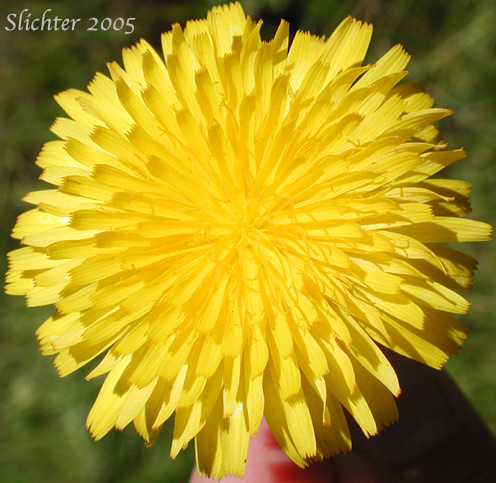 Flower head of False Dandylion, Rough Cat's-ear, Hairy Cat's-ear: Hypochaeris radicata