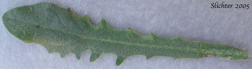 Basal leaf of False Dandylion, Rough Cat's-ear, Hairy Cat's-ear: Hypochaeris radicata