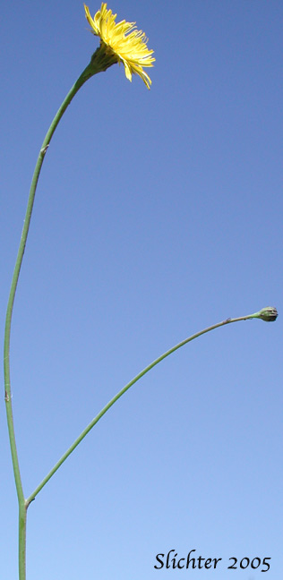 Inflorescence of False Dandylion, Rough Cat's-ear, Hairy Cat's-ear: Hypochaeris radicata