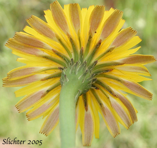 Involucral bracts of False Dandylion, Rough Cat's-ear, Hairy Cat's-ear: Hypochaeris radicata