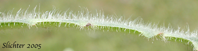 Hairs on leaf of False Dandylion, Rough Cat's-ear, Hairy Cat's-ear: Hypochaeris radicata