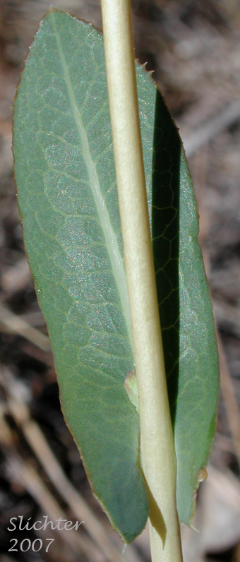 Stem leaf of Louisiana Lettuce, Prairie Lettuce, Western Lettuce: Lactuca ludoviciana