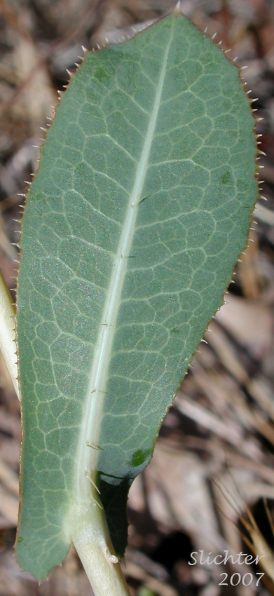Stem leaf of Louisiana Lettuce, Prairie Lettuce, Western Lettuce: Lactuca ludoviciana