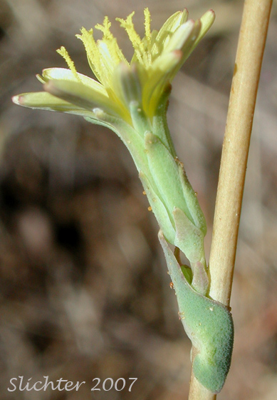 Flower head of Louisiana Lettuce, Prairie Lettuce, Western Lettuce: Lactuca ludoviciana