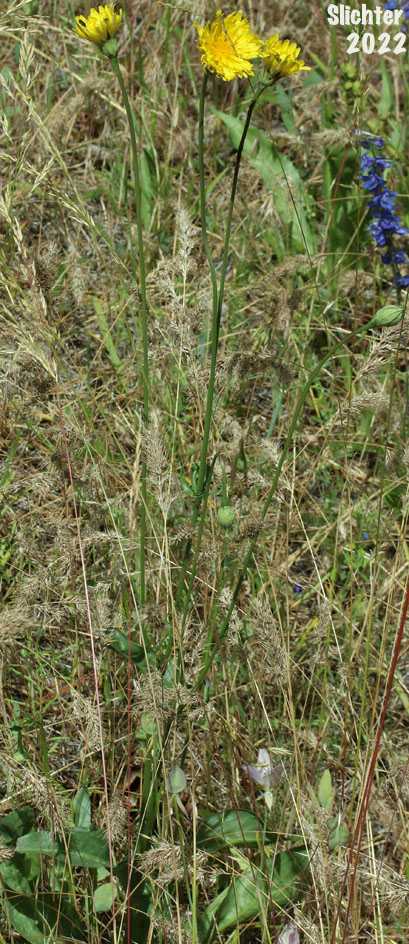 Cutleaf Microseris, Cut-leaf Microseris, Cut-leaf Silverpuffs, Cut-leaved Scorzonella: Microseris lacinata ssp. laciniata (Synonyms: Scorzonella laciniata var. laciniata, Scorzonella laciniata var. pratensis, Scorzonella procera)