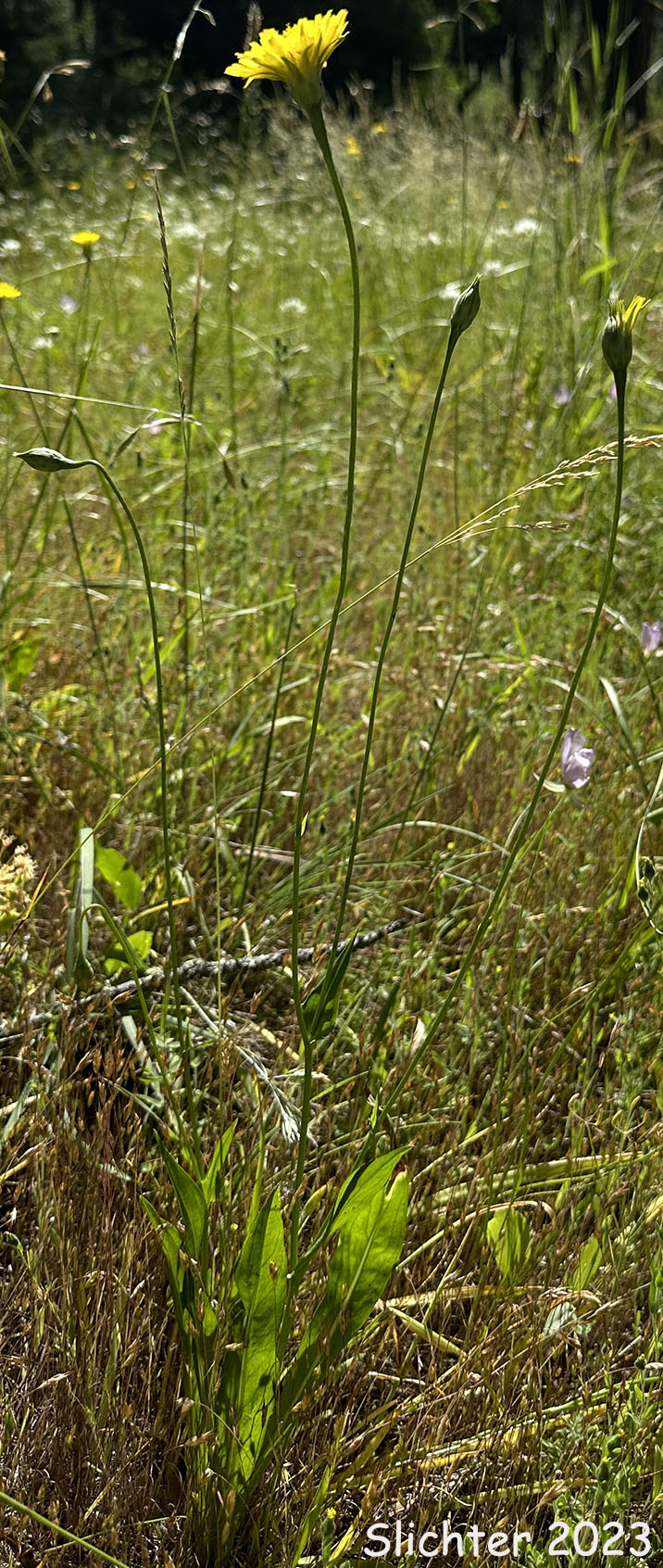 Cutleaf Silverpuffs, Cut-leaved Microseris, Cut-leaved Silverpuffs: Microseris laciniata ssp. leptosepala (Synonym: Microseris leptosepala)