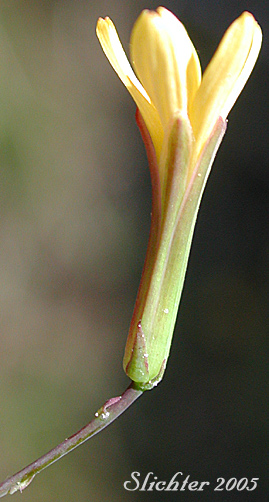 Close-up sideview of a flower head of Wall-lettuce: Mycelis muralis (Synonym: Lactuca muralis)