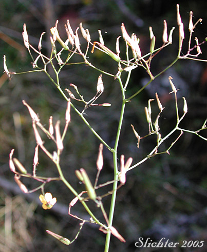 Branched inflorescence of Wall-lettuce: Mycelis muralis (Synonym: Lactuca muralis)