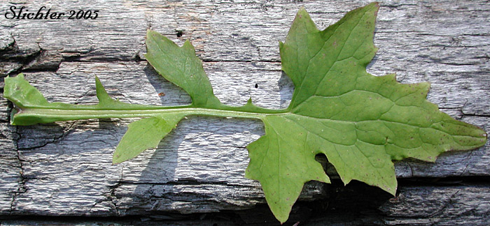 Leaf of Wall-lettuce: Mycelis muralis (Synonym: Lactuca muralis)