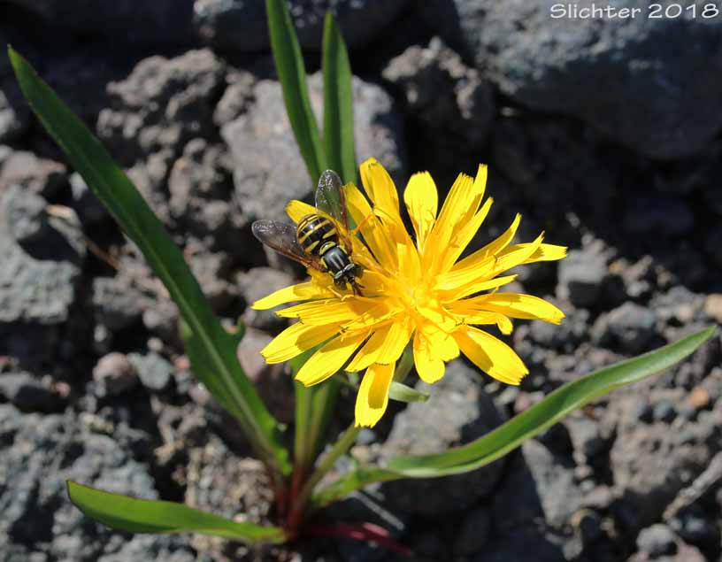 Syrphid fly on Smooth Mountain Dandelion, Alpine Lake Prairie-dandelion, Alpine Lake Agoseris: Nothocalais alpestris (Synonym: Microseris alpestris)