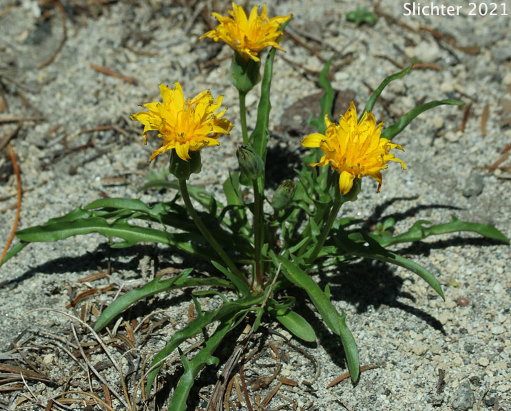 Smooth Mountain Dandelion, Alpine Lake Prairie-dandelion, Alpine Lake Agoseris: Nothocalais alpestris (Synonyms: Agoseris alpestris, Agoseris barbellulata, Microseris alpestris)