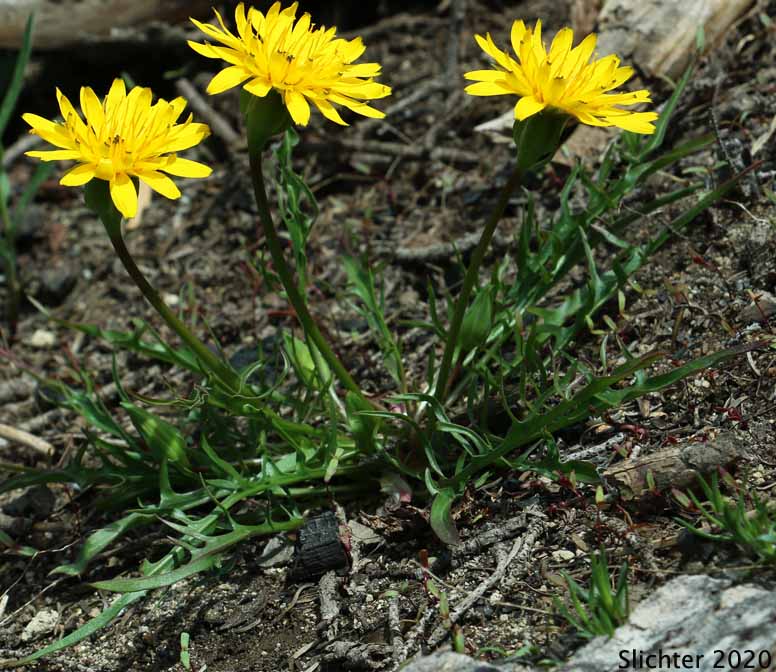 Smooth Mountain Dandelion, Alpine Lake Prairie-dandelion, Alpine Lake Agoseris: Nothocalais alpestris (Synonyms: Agoseris alpestris, Agoseris barbellulata, Microseris alpestris)