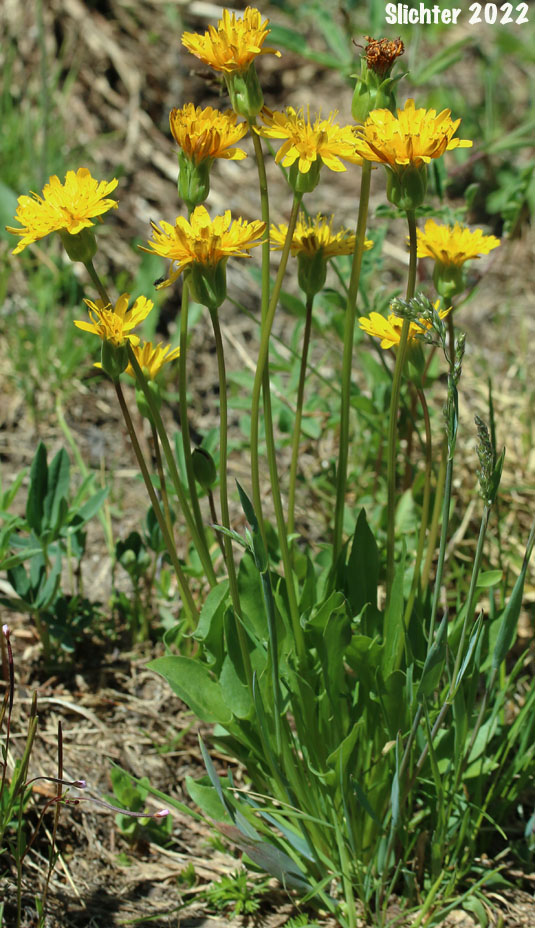 Smooth Mountain Dandelion, Alpine Lake Prairie-dandelion, Alpine Lake Agoseris: Nothocalais alpestris (Synonyms: Agoseris alpestris, Agoseris barbellulata, Microseris alpestris)