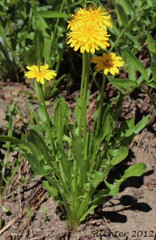 Smooth Mountain Dandelion, Alpine Lake Prairie-dandelion, Alpine Lake Agoseris: Nothocalais alpestris (Synonym: Microseris alpestris)