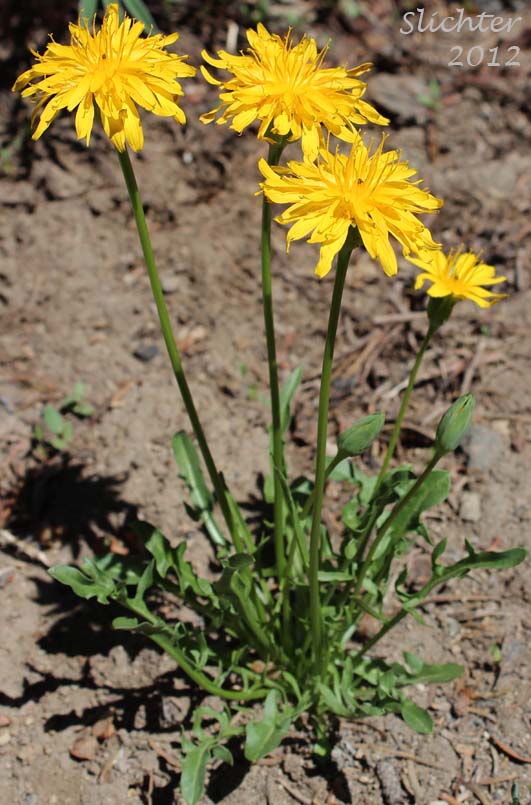 Smooth Mountain Dandelion, Alpine Lake Prairie-dandelion, Alpine Lake Agoseris: Nothocalais alpestris (Synonym: Microseris alpestris)