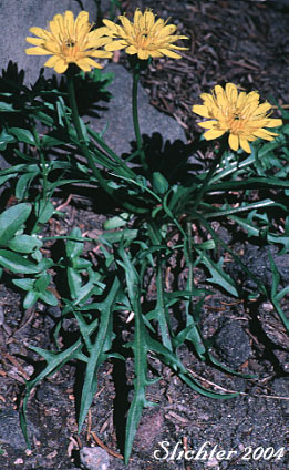 Smooth Mountain Dandelion, Alpine Lake Prairie-dandelion, Alpine Lake Agoseris: Nothocalais alpestris (Synonyms: Agoseris alpestris, Agoseris barbellulata, Microseris alpestris)